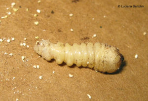 Larva-di-Hylotrupes-bajulus