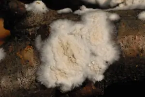 Altri funghi domestici