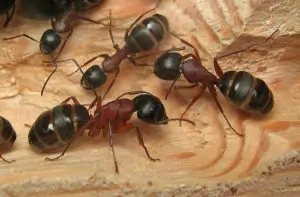 Formica del legno