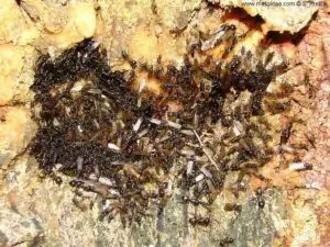 Formica del legno