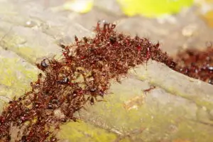 Altre specie di formiche
