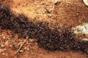 Altre specie di formiche